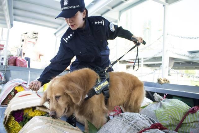 警花与之再上征程最新，正义与勇气的力量展现