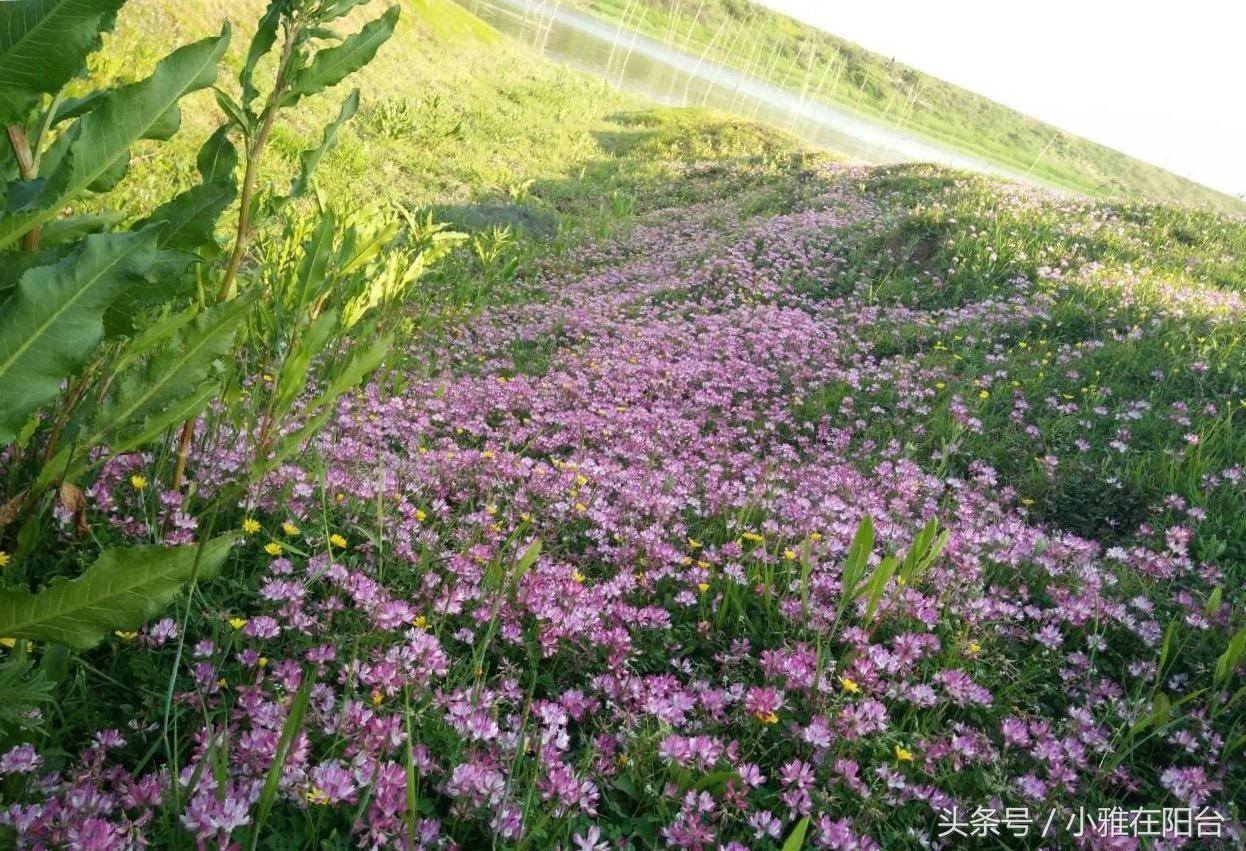 探索最新地址，野花与岐路间的美丽邂逅