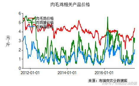 今日肉毛鸡最新价格及分析