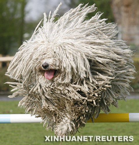 最新长毛牧羊犬价格及其市场动态分析